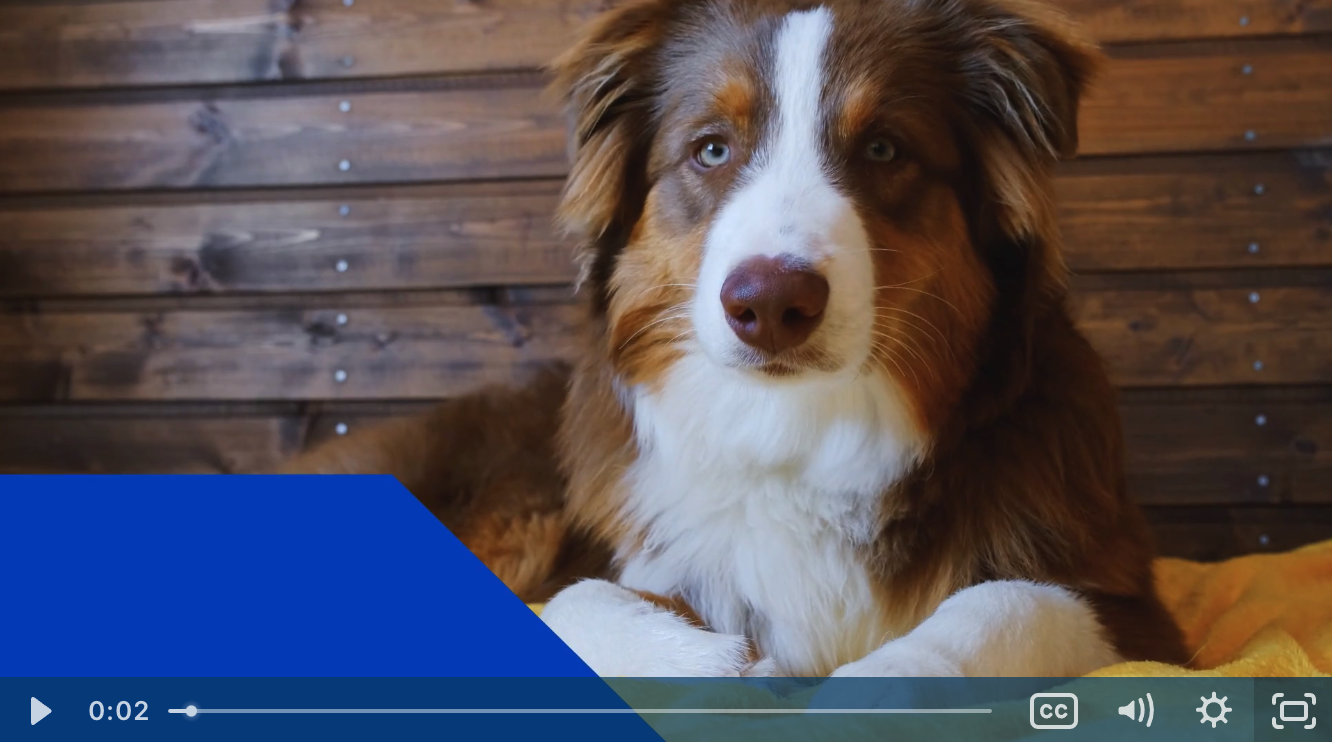 America's #1 pet insurance